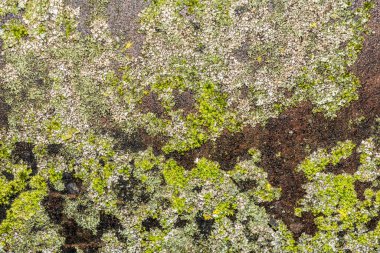 texture of green moss on a black metal surface, close-up abstraction background