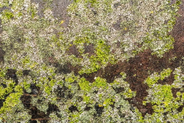 Textura de musgo verde em uma superfície de metal preto, fundo de abstração close-up — Fotografia de Stock
