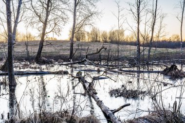 Kuru çimen ve ölü ağaçlarla kaplı orman bataklığı, mavi su ince şeffaf buzla kaplıdır, ilkbaharın başında gün batımından sonra vahşi yaşam