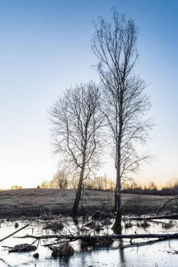 Kuru çimen ve ölü ağaçlarla kaplı orman bataklığı, mavi su ince şeffaf buzla kaplıdır, ilkbaharın başında gün batımından sonra vahşi yaşam
