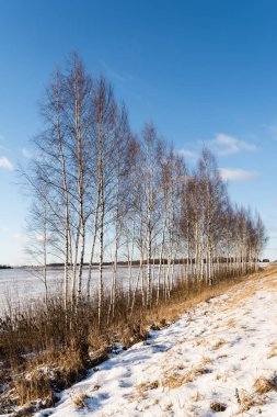 İnce gövdeleri yol kenarında bir sırada büyüyen ve batan güneşin ışığıyla aydınlanan pek çok huş ağacı berrak bir kar ve mavi bir gökyüzüne karşı aydınlanır..