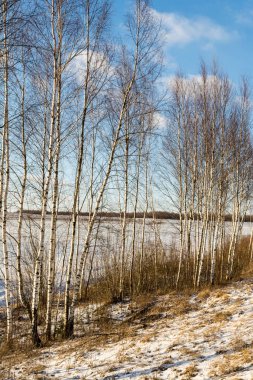 İnce gövdeleri yol kenarında bir sırada büyüyen ve batan güneşin ışığıyla aydınlanan pek çok huş ağacı berrak bir kar ve mavi bir gökyüzüne karşı aydınlanır..