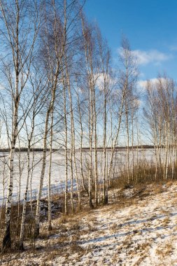 İnce gövdeleri yol kenarında bir sırada büyüyen ve batan güneşin ışığıyla aydınlanan pek çok huş ağacı berrak bir kar ve mavi bir gökyüzüne karşı aydınlanır..