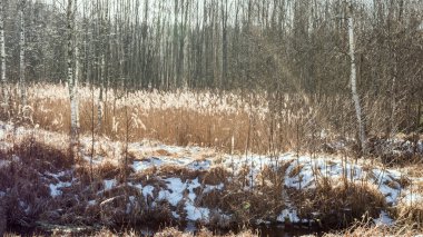 İlkbaharda, Belarus 'taki huş ağacı ormanında portakallı otlar, baharda ormanda ağaçların arasında karlar ve eriyen yapraklar arasında ortaya çıktı.