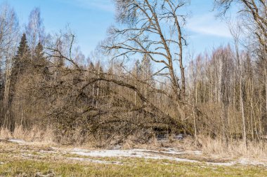Kuru çalılar, ağaçlar ve baharda karlı kuru sarı çimenler. Arka plan olarak mavi gökyüzü ile ormanın yakınındaki bataklık ve morass kuru fırçalar
