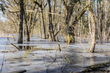 Vahşi ormanda ilkbahar seli, sudaki ağaçlar yansıyor. Bataklıkta eriyen kar ve buz. Doğa soyut arkaplan