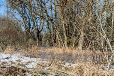 Ağaçlarla kaplı bahar manzarası ve nehir kıyısında çözülmüş. Vahşi ormanda ilkbahar seli, sudaki ağaçlar yansıyor. Bataklıkta eriyen kar ve buz.