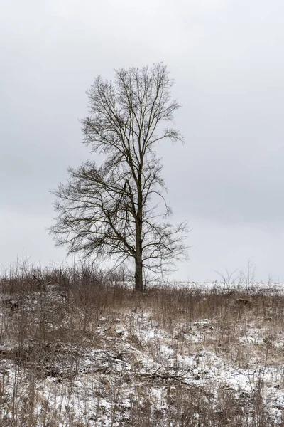 uneven ugly tree on the horizon, field with dry grass covered with snow, nature abstract background with gray cloudy sky