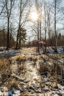 Güneşli İlkbahar Ormanı 'nda Günbatımı Güneşi. Güneş Işıkları Ormanda Parlıyor Sonbaharın sonlarında ya da kışın başında karla kaplı