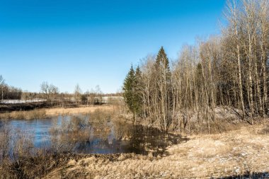 Bahar manzarası - ilkbaharın başlarında, etrafında ağaçlar olan orman gölü, açık güneşli bir günde mavi suya yansıyor. Doğa arkaplanı