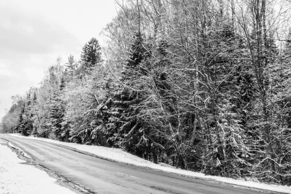 Çam ağaçlarıyla çevrili karlı asfalt sokak