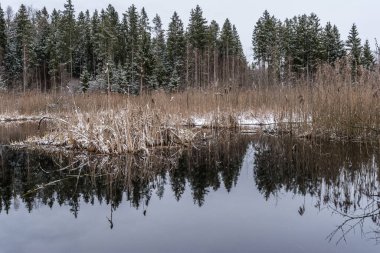 Nehir kıyısı ilk karla kaplıdır. Sonbaharın sonlarında nehrin yakınındaki ormanda.