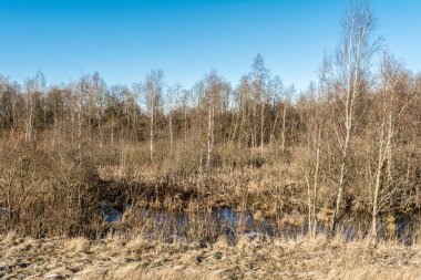 Doğanın güzelliği. Islak bir çayır ve kuru otlar. Ufukta yaprakları olmayan büyük bir ağaç. Çimlerle ve ağaçlarla kaplı bir bataklık. Açık mavi gökyüzü ile ilkbaharın erken saatlerinde güneşli bir gün