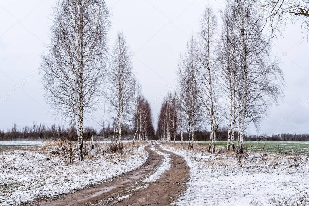 Sandy rural road goes between rows of birches in the countryside, gloomy day in late autumn