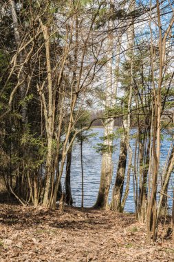 Çam ve huş ağaçları, ön planda yerde kuru yapraklar. Arka planında bir orman olan mavi bir göl. Bahar doğası manzarası