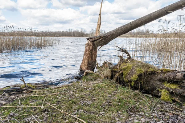 Krajina Starým Polámaným Stromem Břehu Řeky Starý Borový Les Jarní — Stock fotografie