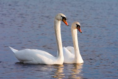 Güneşli bahar günü yuva yapmadan önce iki beyaz kuğunun gölde yüzüşünün güzel bir resmi. Beyaz kuğu barışın, sevginin ve sadakatin sembolüdür. Avrupa doğası örnekleri