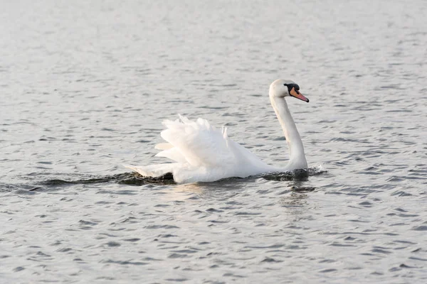 Único Cisne Blanco Aguas Turbias Vida Silvestre Resumen Antecedentes — Foto de Stock