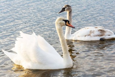 Güneşli bahar günü yuva yapmadan önce iki beyaz kuğunun gölde yüzüşünün güzel bir resmi. Beyaz kuğu barışın, sevginin ve sadakatin sembolüdür. Avrupa doğası örnekleri