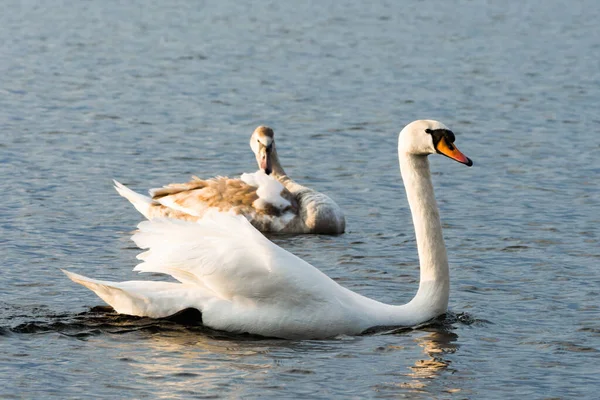 Hermosa Foto Dos Cisnes Blancos Enamorados Nadando Lago Día Soleado — Foto de Stock