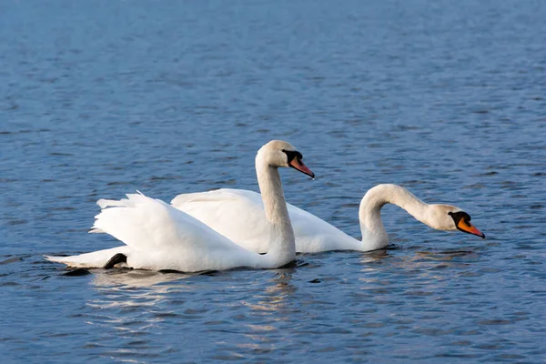 Hermosa Foto Dos Cisnes Blancos Enamorados Nadando Lago Día Soleado — Foto de Stock
