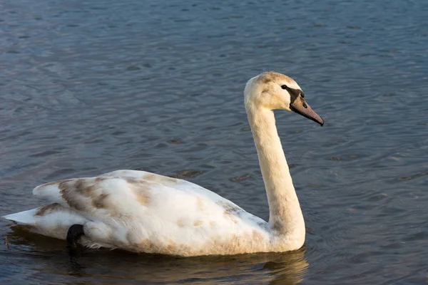 Giovane Cigno Sull Acqua Blu Con Piccole Onde Fauna Selvatica — Foto Stock