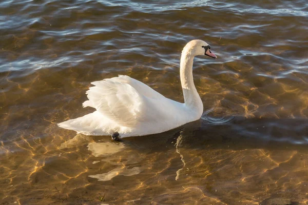 Cisne Blanco Sobre Agua Transparente Con Pequeñas Olas Vida Silvestre — Foto de Stock