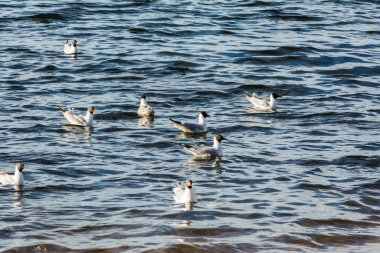 Şehir parkında büyük bir martı sürüsü, sahil kenarında kuş kargaşası. Seçici odak
