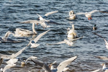 Şehir parkında büyük bir martı sürüsü, sahil kenarında kuş kargaşası. Seçici odak