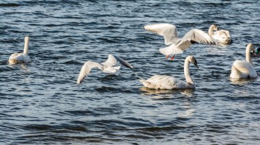 Şehir parkında büyük bir martı sürüsü, sahil kenarında kuş kargaşası. Seçici odak
