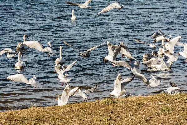大群海鸥天鹅在一个城市公园里 鸟群在海岸线附近乱作一团 有选择的重点 — 图库照片