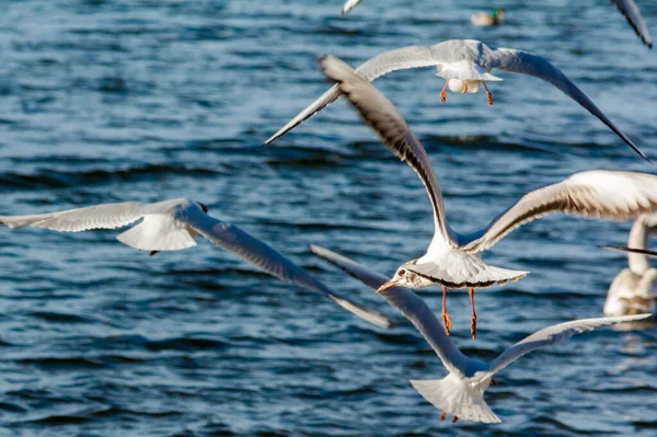 大群海鸥天鹅在一个城市公园里 鸟群在海岸线附近乱作一团 有选择的重点 — 图库照片