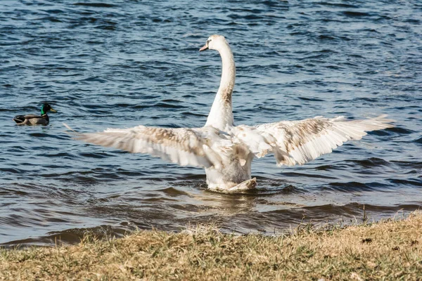 Cisne Salvaje Extendiendo Sus Alas Fondo Vida Silvestre — Foto de Stock