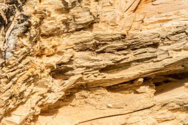 Kesilen ağaçlar / kesilen ağaçlar