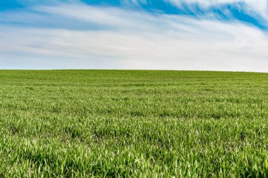 yeşil çimen ve mükemmel mavi gökyüzü beyaz bulutlar