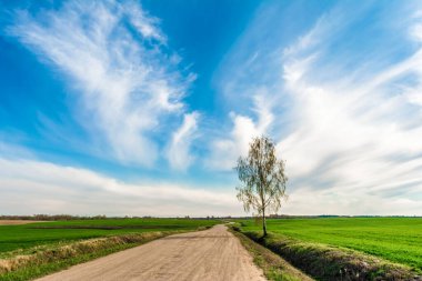 Kumlu kırsal bir yolun kenarında yapayalnız bir huş ağacı, yeşil tarlalar ve akşamları bulutlu mavi gökyüzü, bahar manzarası yetişir.