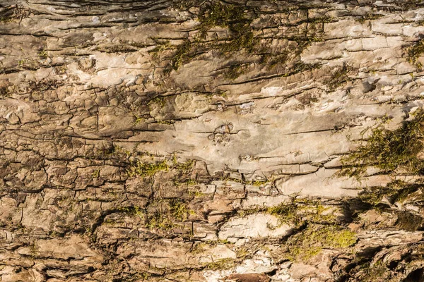 Textura Casca Árvore Com Musgo Fundo Árvore Close — Fotografia de Stock