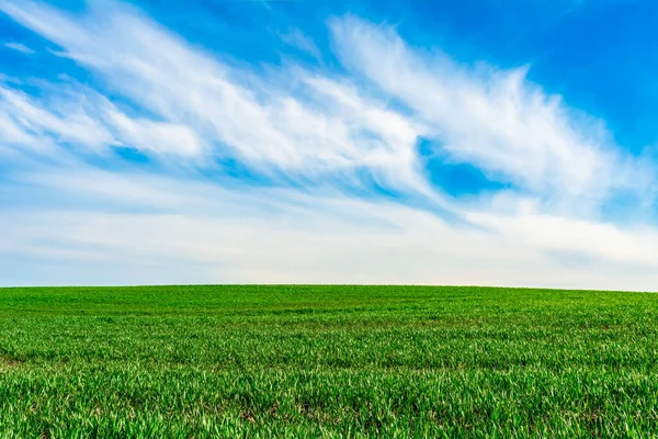 Campo Verde Hierba Cielo Azul Perfecto Con Nubes Blancas —  Fotos de Stock