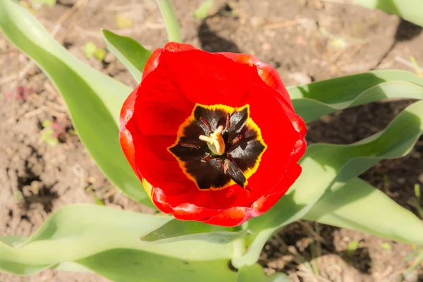 Yeşil Yapraklı Geniş Açık Kırmızı Bir Tulip Bahar Çiçeğinin Üst — Stok fotoğraf