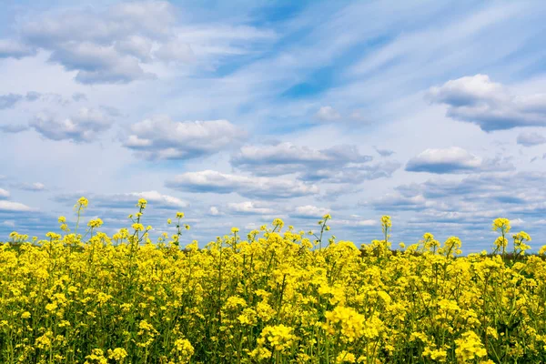 Mavi ve beyaz gökyüzüne yakın bir tarlada çiçek açan kolza tohumu bitkileri. Doğa bitkileri arka planı