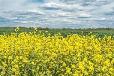 Mavi ve beyaz gökyüzüne yakın bir tarlada çiçek açan kolza tohumu bitkileri. Doğa bitkileri arka planı
