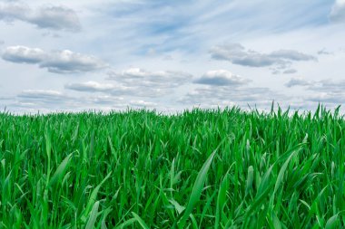 Arka planda yeşil çimenler mavi gökyüzü ve beyaz bulutlar, ön planda seçici odak