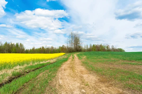 A winding dirt road between dry grass, blooming yellow rape and green grass. On the horizon there are trees against the sky with clouds. Nature spring landscape background