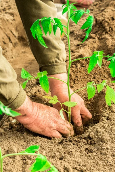 Mãos Fazendeiro Plantando Uma Plântula Tomate Horta Close — Fotografia de Stock