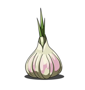 Beyaz arkaplanda tek bir gri sarımsak var.