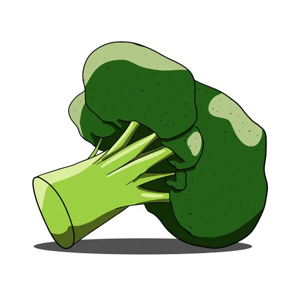 Brocolli vert isolé sur fond blanc — Image vectorielle
