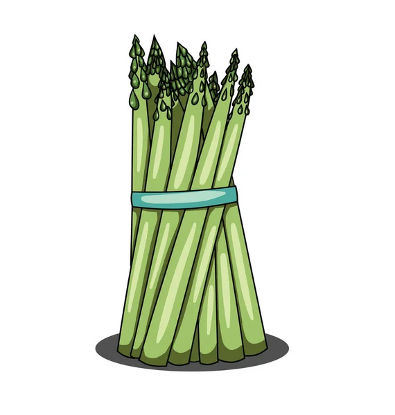 Singolo mazzo di asparagi su fondo bianco — Vettoriale Stock