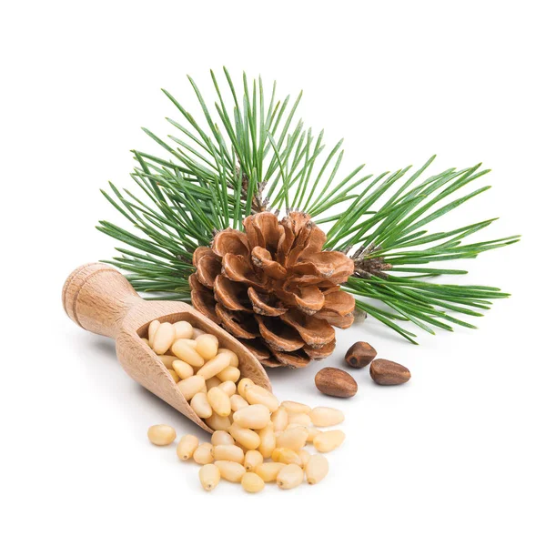 Pine nuts with branches and cones isolated on white Stock Image