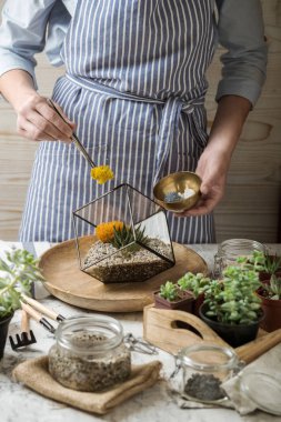 Hikaye succulents florarium dikim parlak renkler