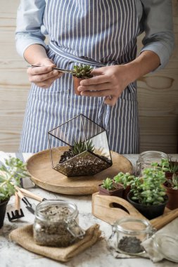 Hikaye succulents florarium dikim parlak renkler